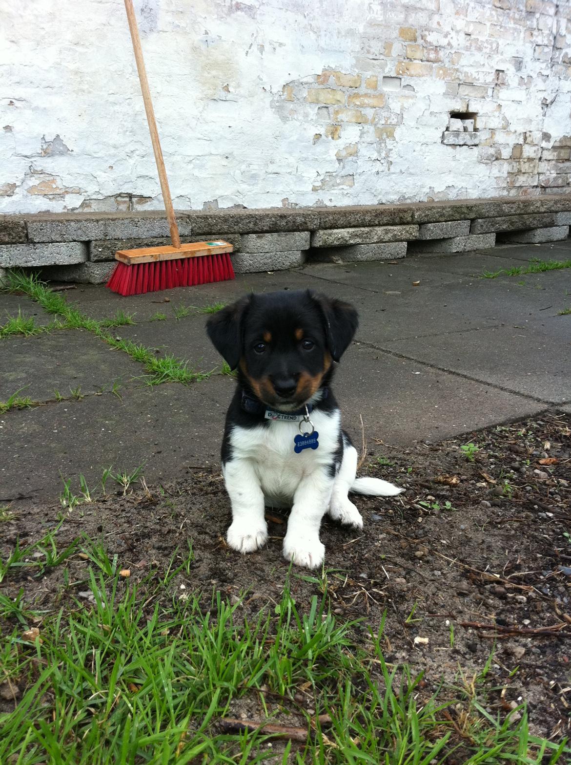 Blanding af racer RIP ....Idefix - Nåårh baby idefix :) billede 12