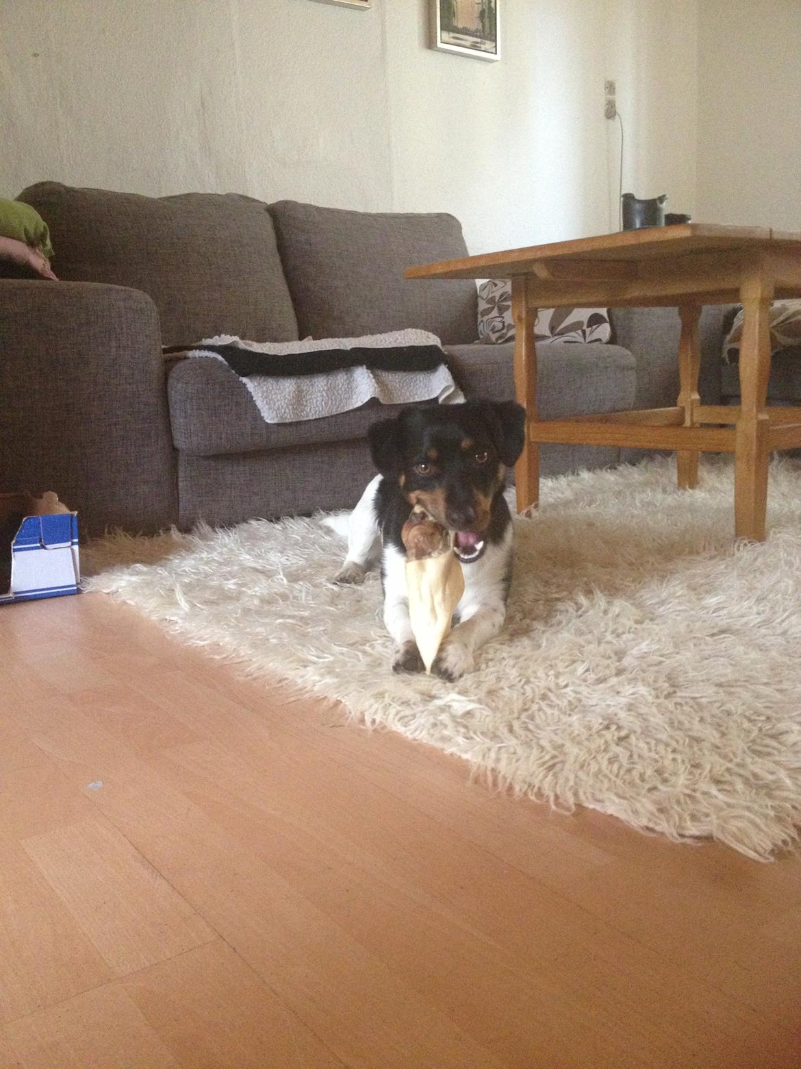 Blanding af racer RIP ....Idefix - Idefix april 2013 billede 13