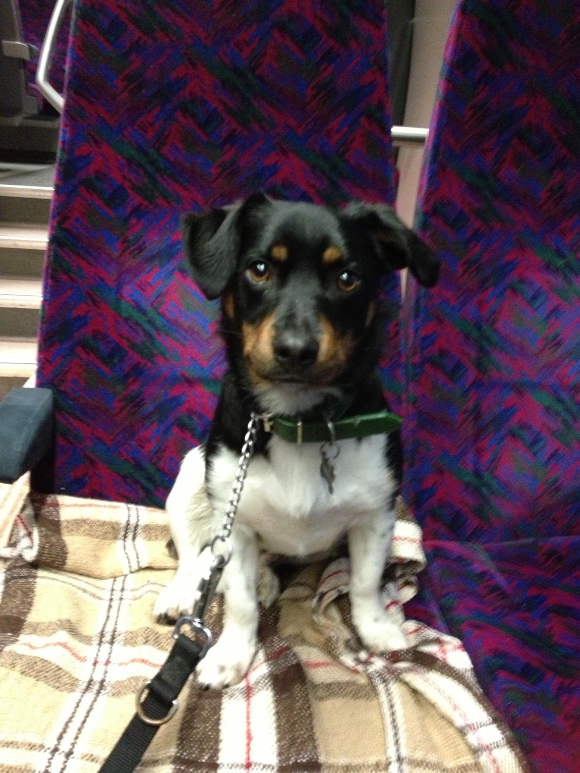 Blanding af racer RIP ....Idefix - Rejser på første klasse i toget :) billede 15