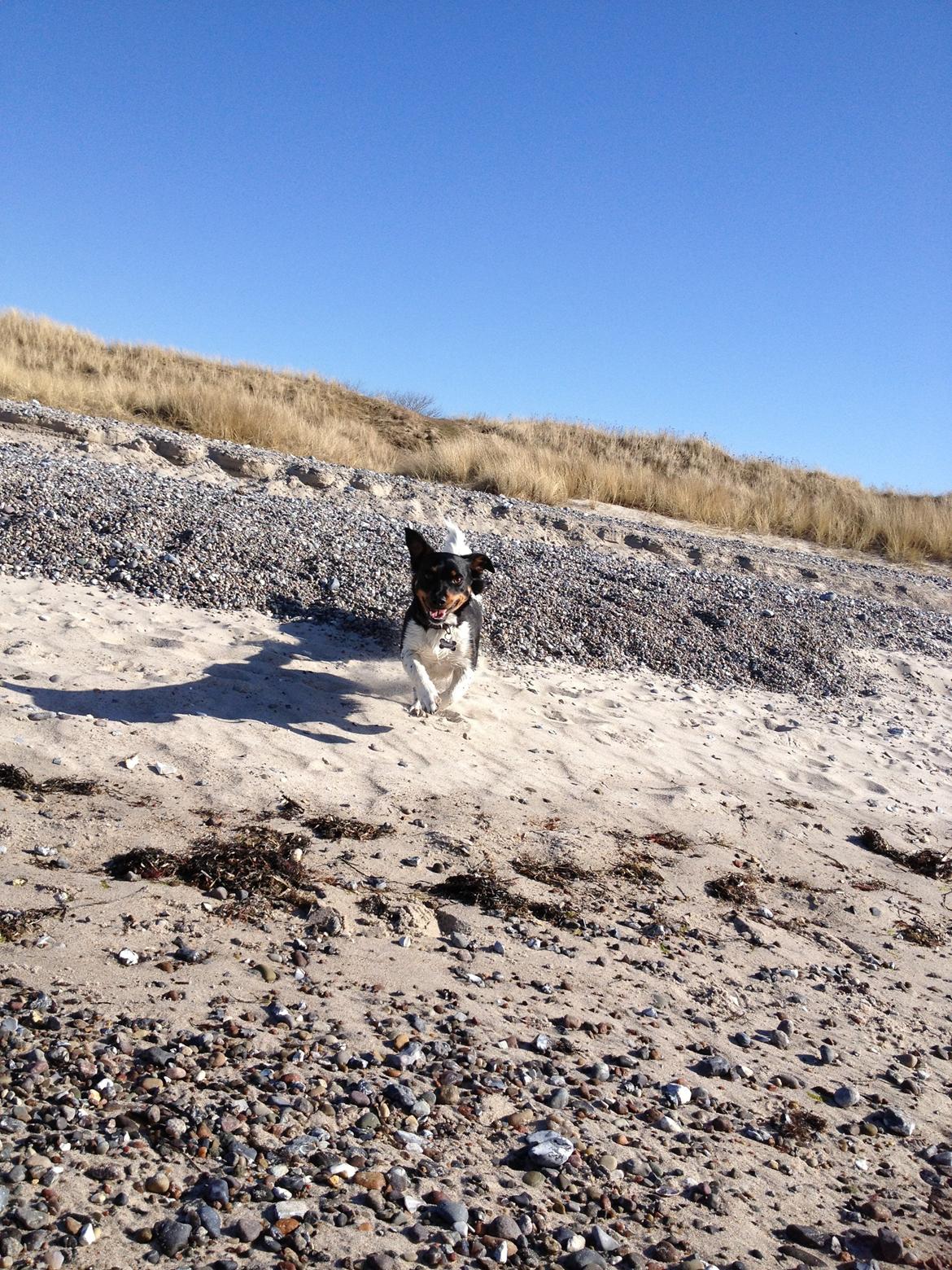 Blanding af racer RIP ....Idefix - En glad gade dreng :D billede 18