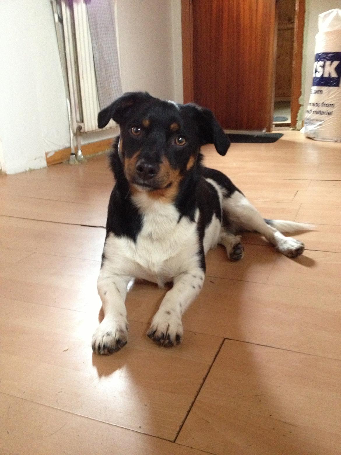 Blanding af racer RIP ....Idefix - Min smukke dreng <3 billede 19