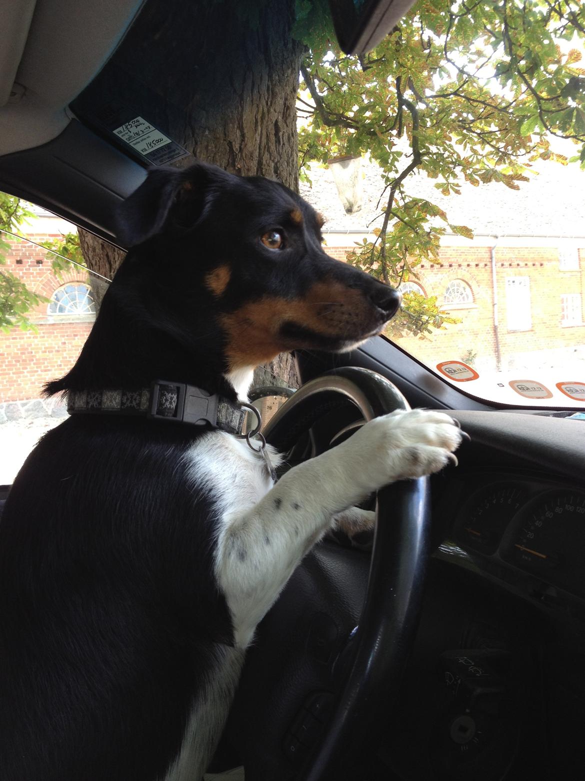 Blanding af racer RIP ....Idefix - Jeg kører videre,håber i nød at kigge i mit album <3 billede 20