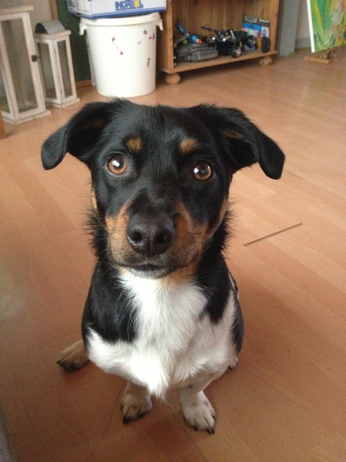 Blanding af racer RIP ....Idefix - Mig Jeg laver aldrig ballade :)  billede 14