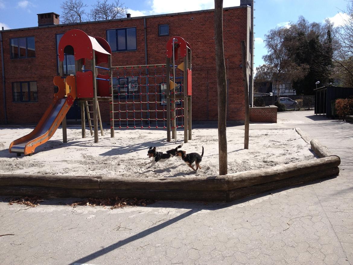 Blanding af racer RIP ....Idefix - Huhej hvor det går der ud a ... billede 16