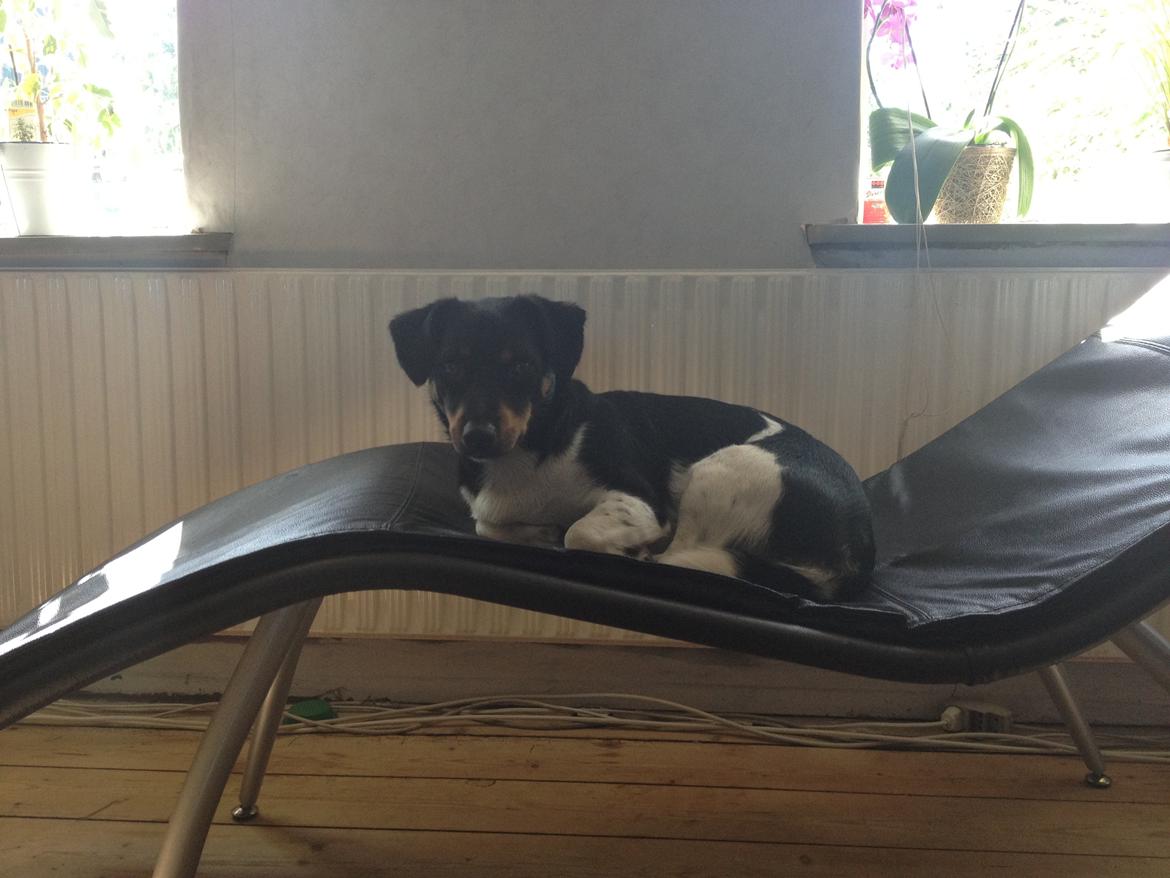 Blanding af racer RIP ....Idefix - Man er vel lidt af en konge og ikke vil ligge på gulvet ;) billede 17