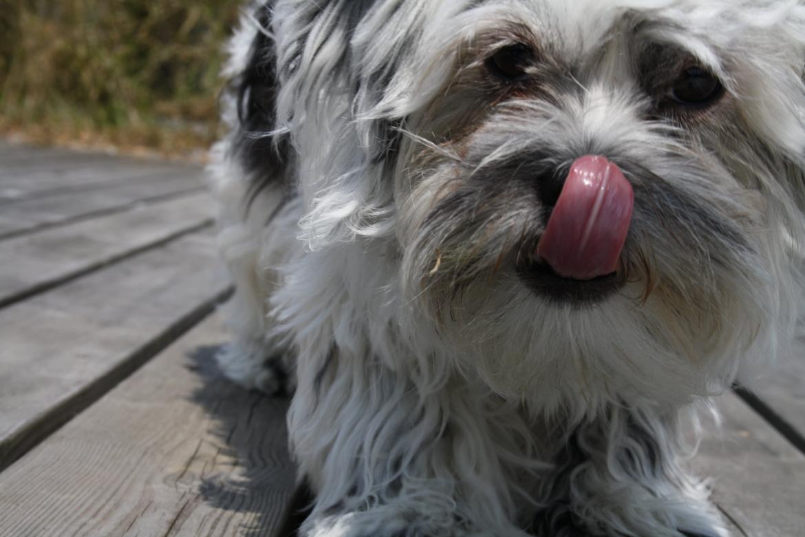 Blanding af racer Møffe billede 10