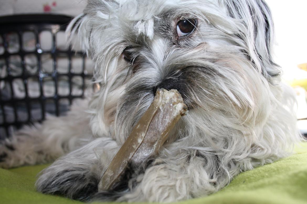 Blanding af racer Møffe billede 11