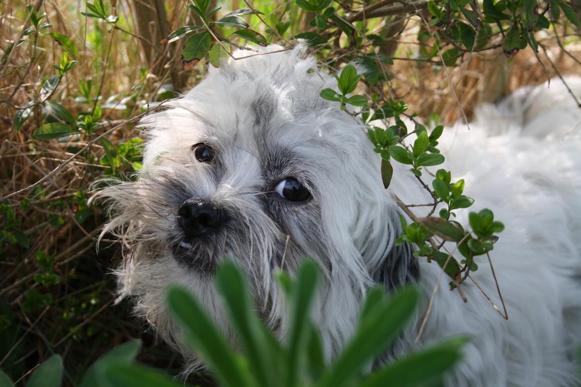 Blanding af racer Møffe billede 12