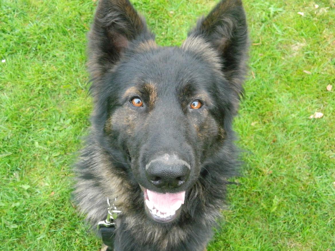 Schæferhund Diesel billede 4