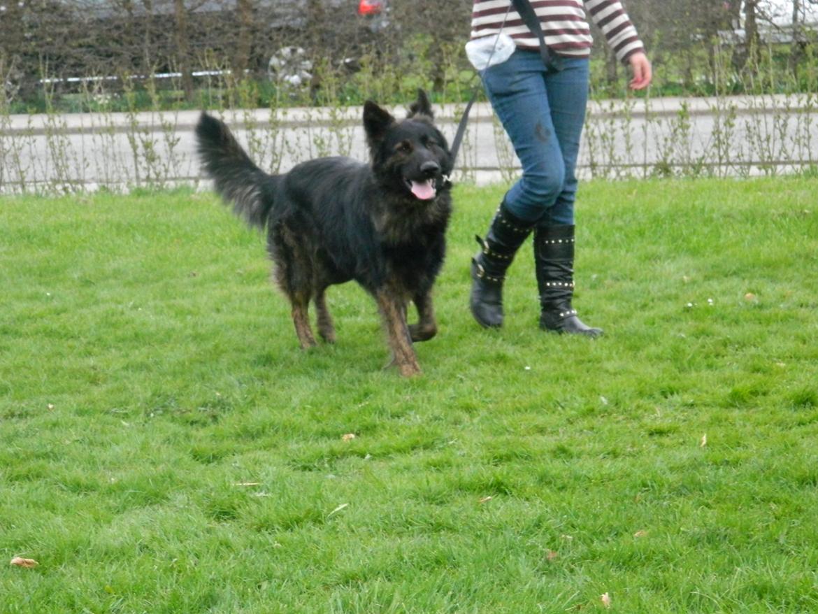Schæferhund Diesel billede 6