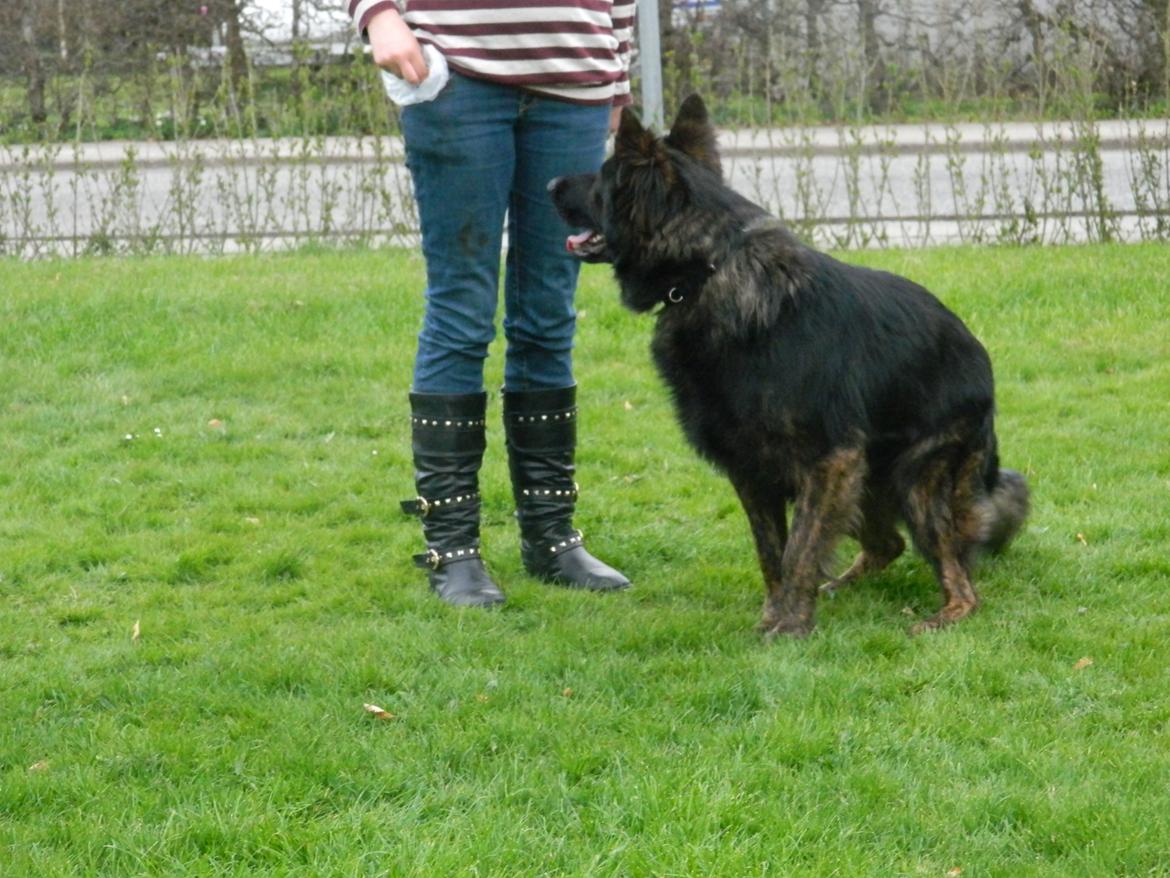 Schæferhund Diesel billede 7
