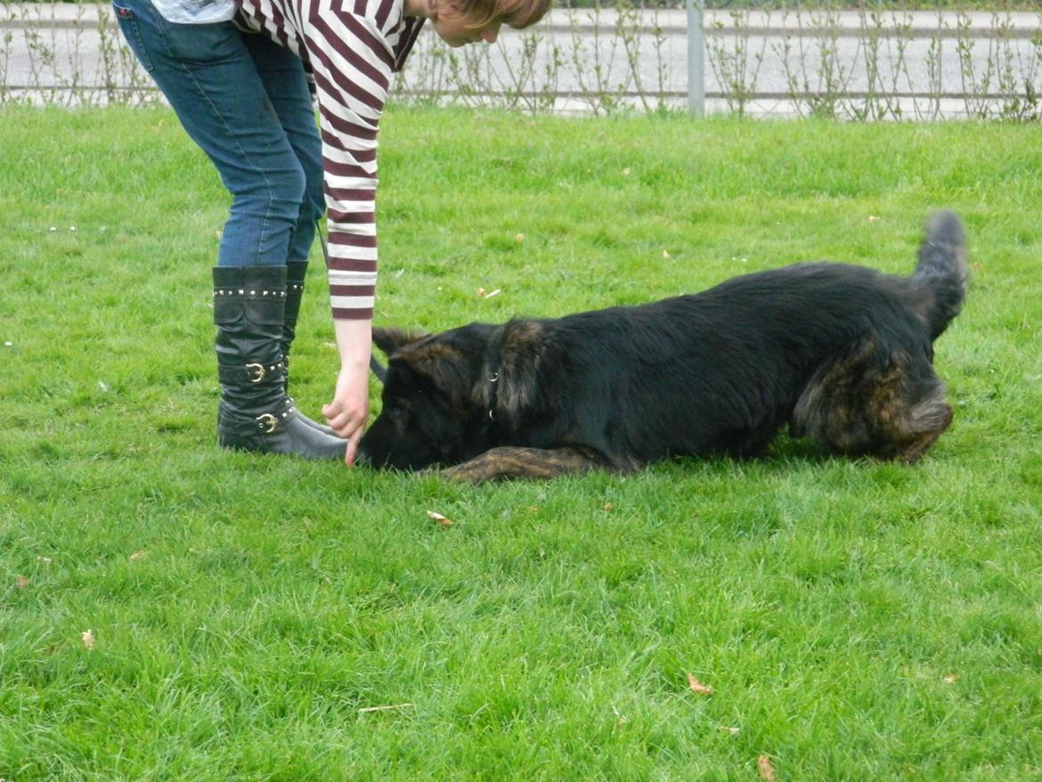 Schæferhund Diesel - Han kravler - Grin! ;-) billede 8