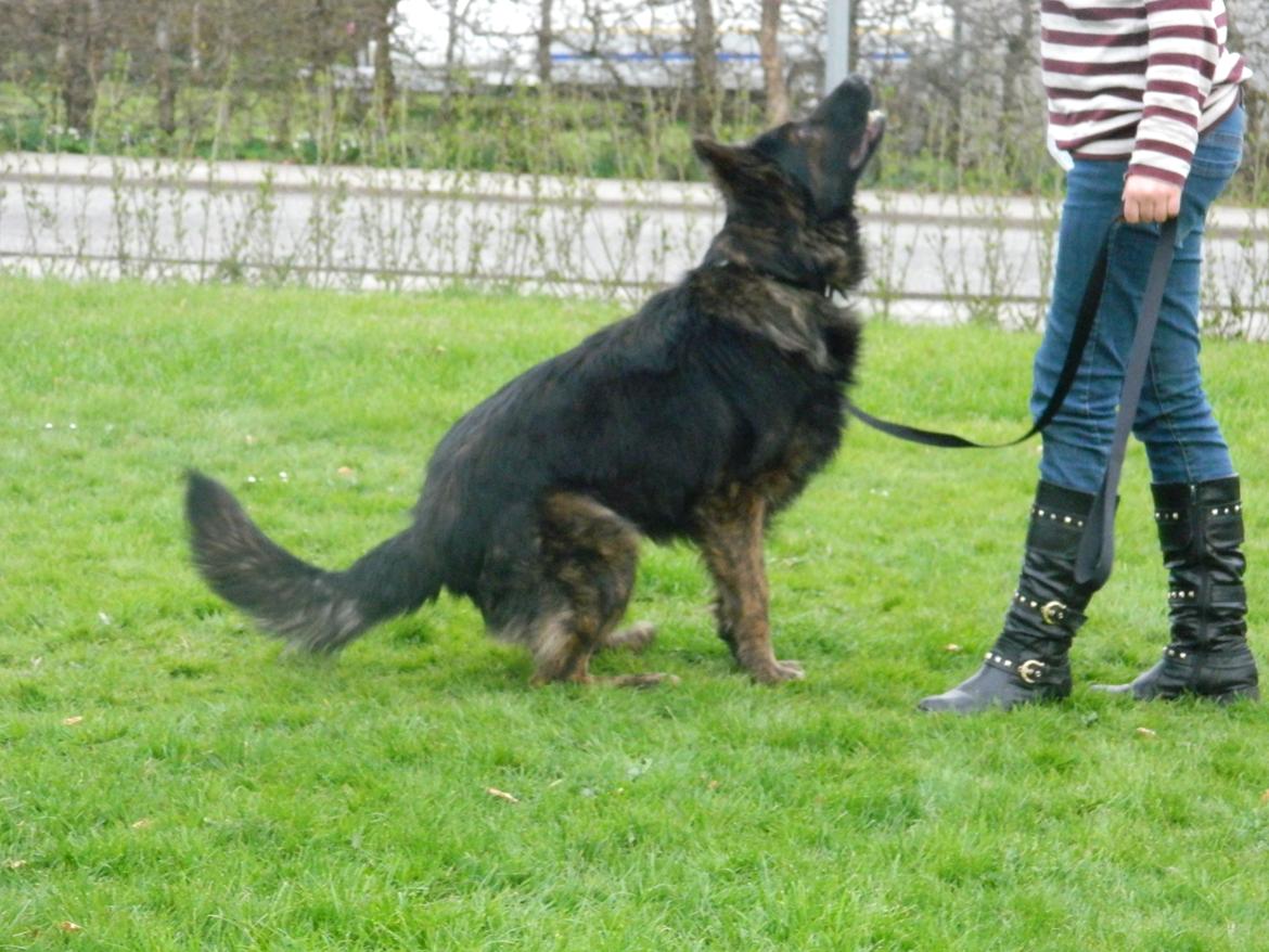 Schæferhund Diesel - Giv mig nu den godbid.. Jeg er klar!  billede 9