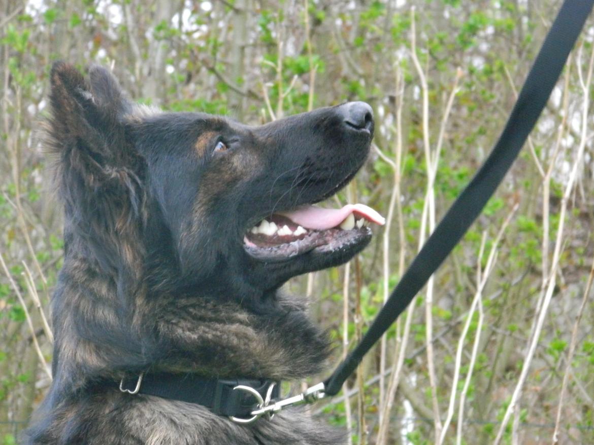 Schæferhund Diesel billede 10