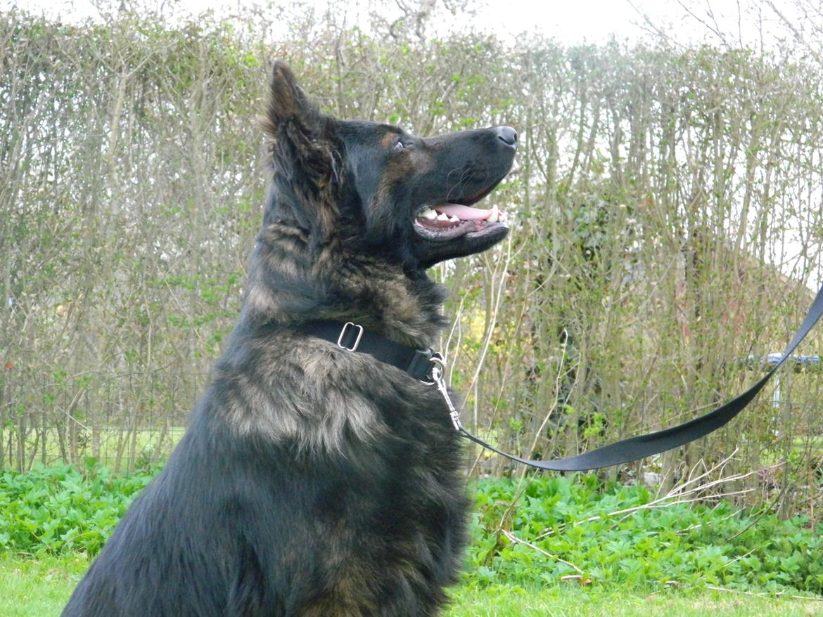 Schæferhund Diesel billede 11
