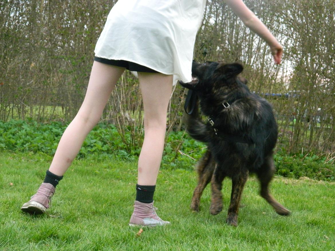 Schæferhund Diesel - Cirkel om sig selv.  billede 12