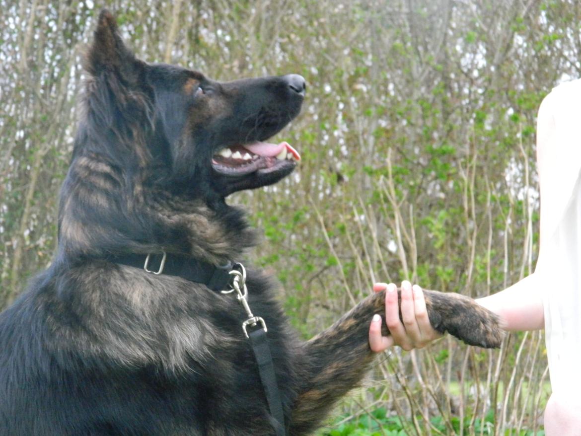 Schæferhund Diesel - Gi' Pote & Velkommen billede 3