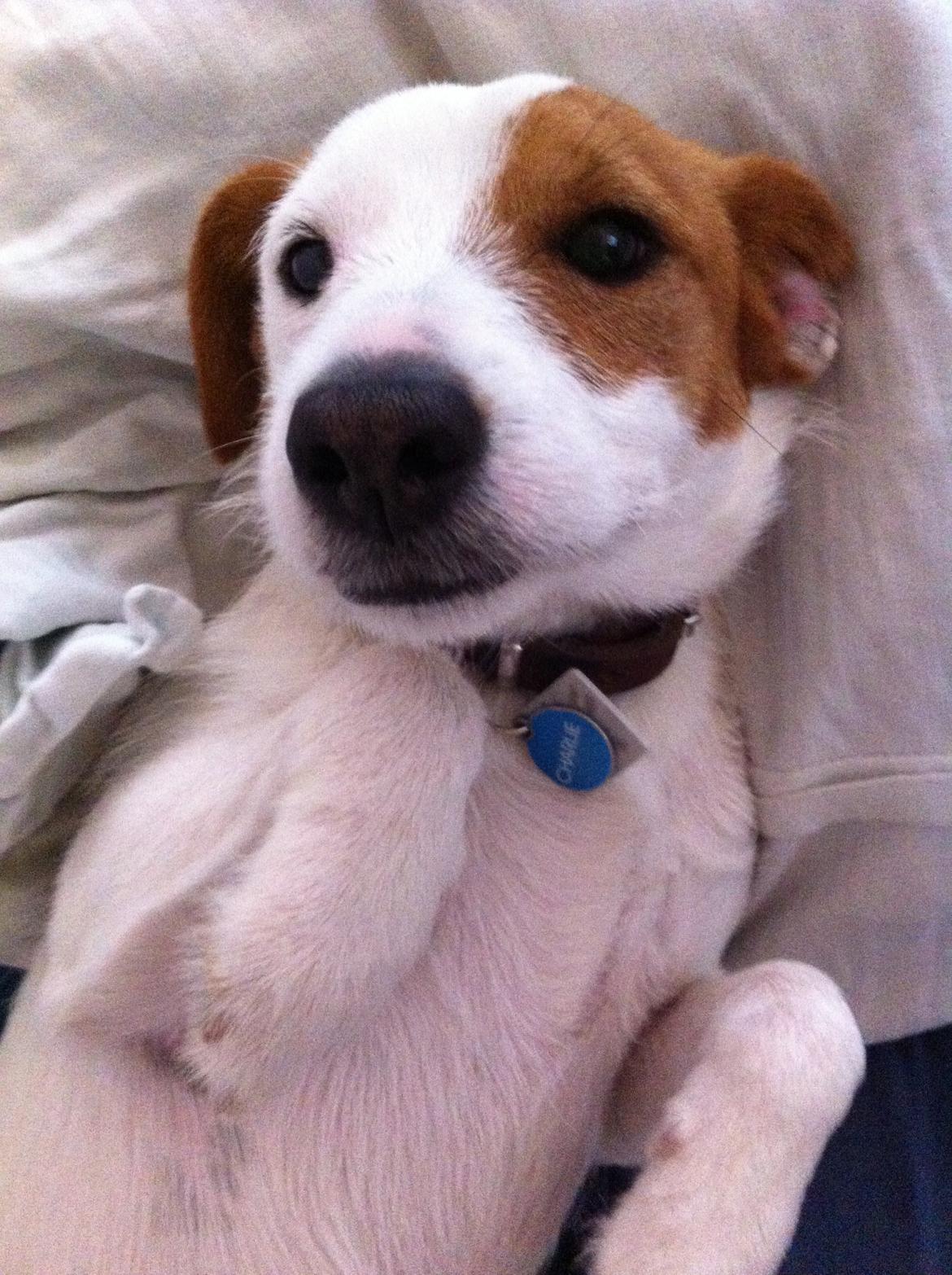 Blanding af racer Charlie!<3 - Jeg ligger stadig i sengen
;-) billede 9