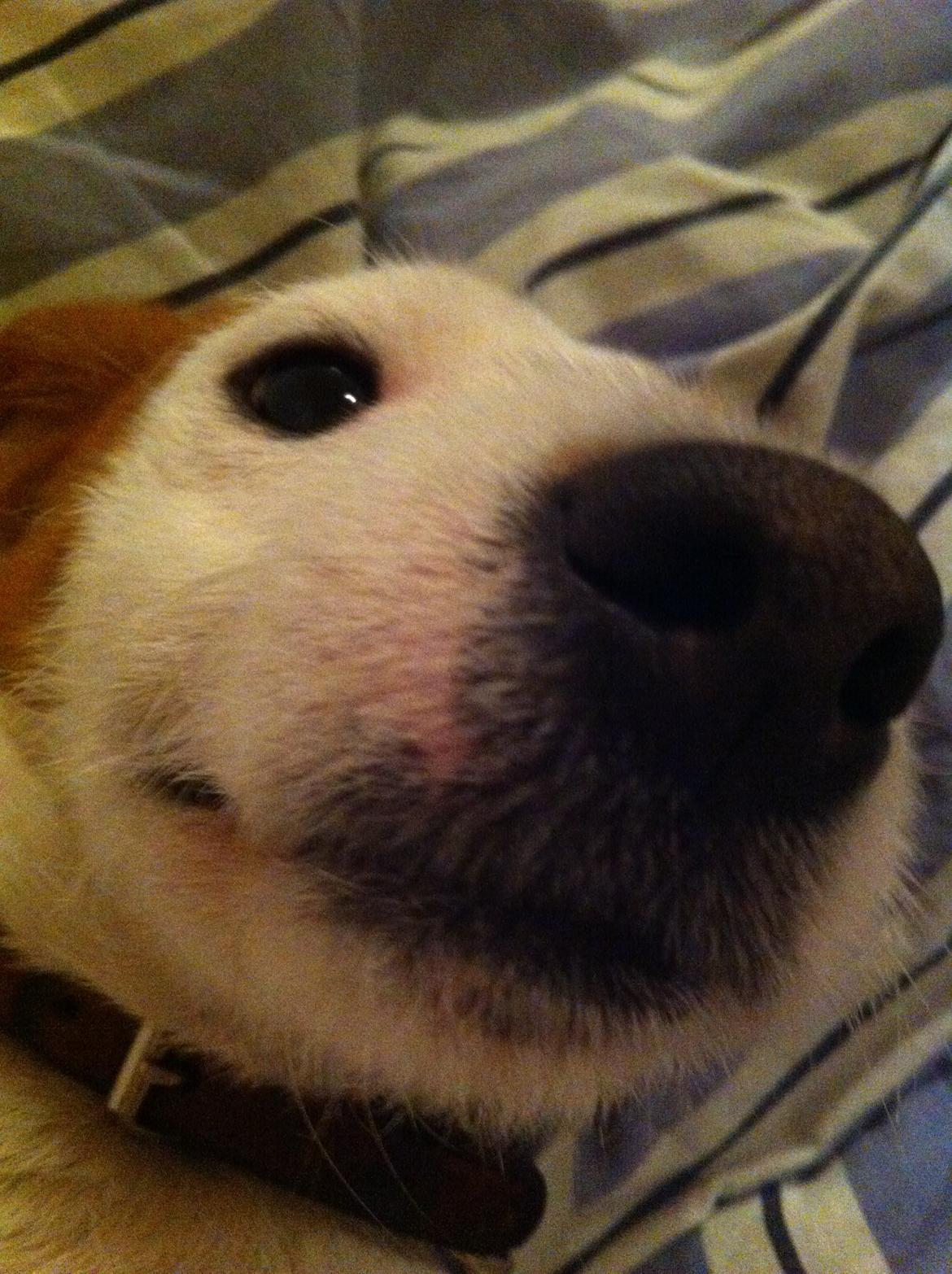 Blanding af racer Charlie!<3 billede 4