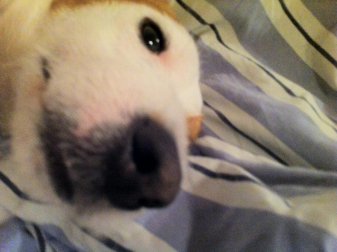 Blanding af racer Charlie!<3 - jeg skal lige vænne mig til publikummet;-D billede 3