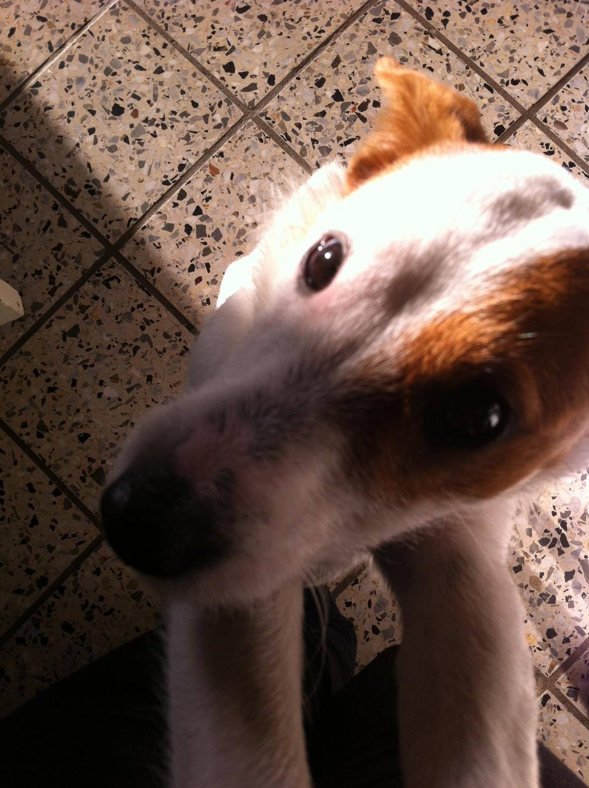 Blanding af racer Charlie!<3 - jeg er klar parat nu. vil i lege eller kælle. billede 5