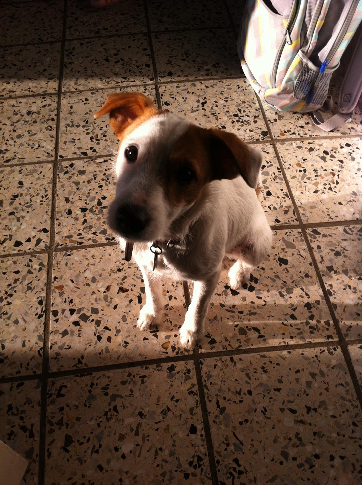 Blanding af racer Charlie!<3 - Hvad skal vi lave, jeg vil gerne kælle. billede 6