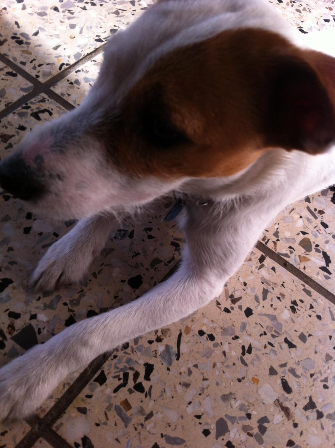 Blanding af racer Charlie!<3 - Tak fordi du kiggede forbi. men nu gider jeg ikke mere. nu vil jeg ud at gå en tur... billede 12