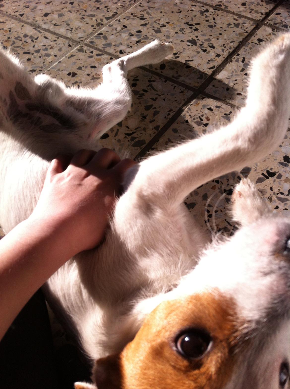 Blanding af racer Charlie!<3 - det var dejligt jeg er en lille kællefis. billede 7