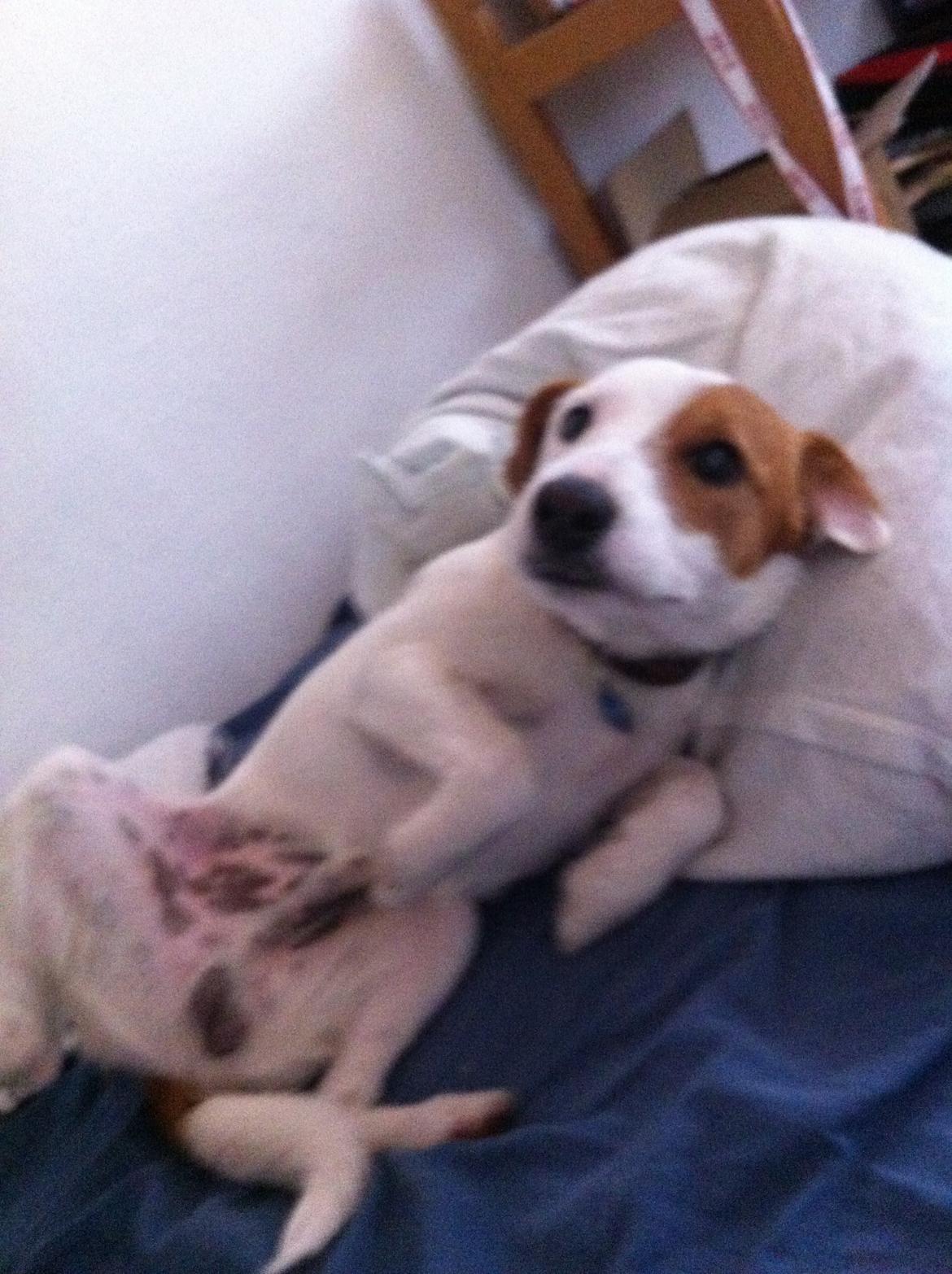 Blanding af racer Charlie!<3 - HOVSA! der var vist en seng. billede 8