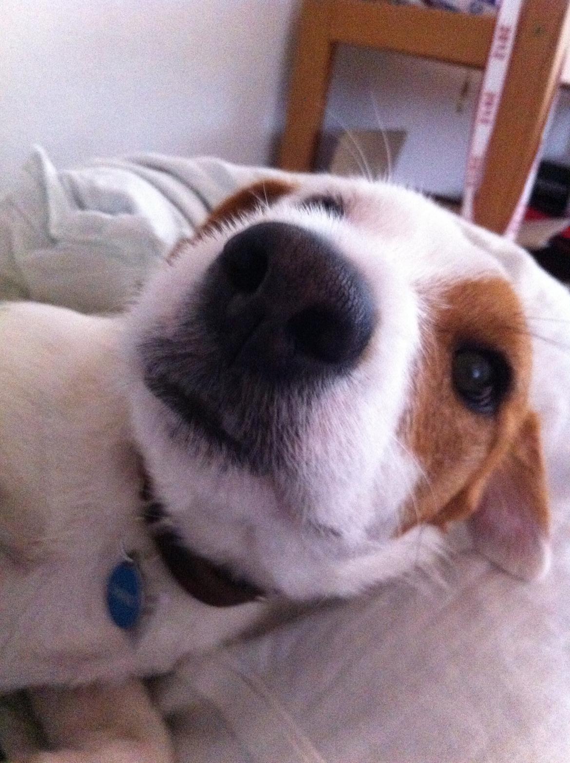 Blanding af racer Charlie!<3 - og ligger stadig... billede 10