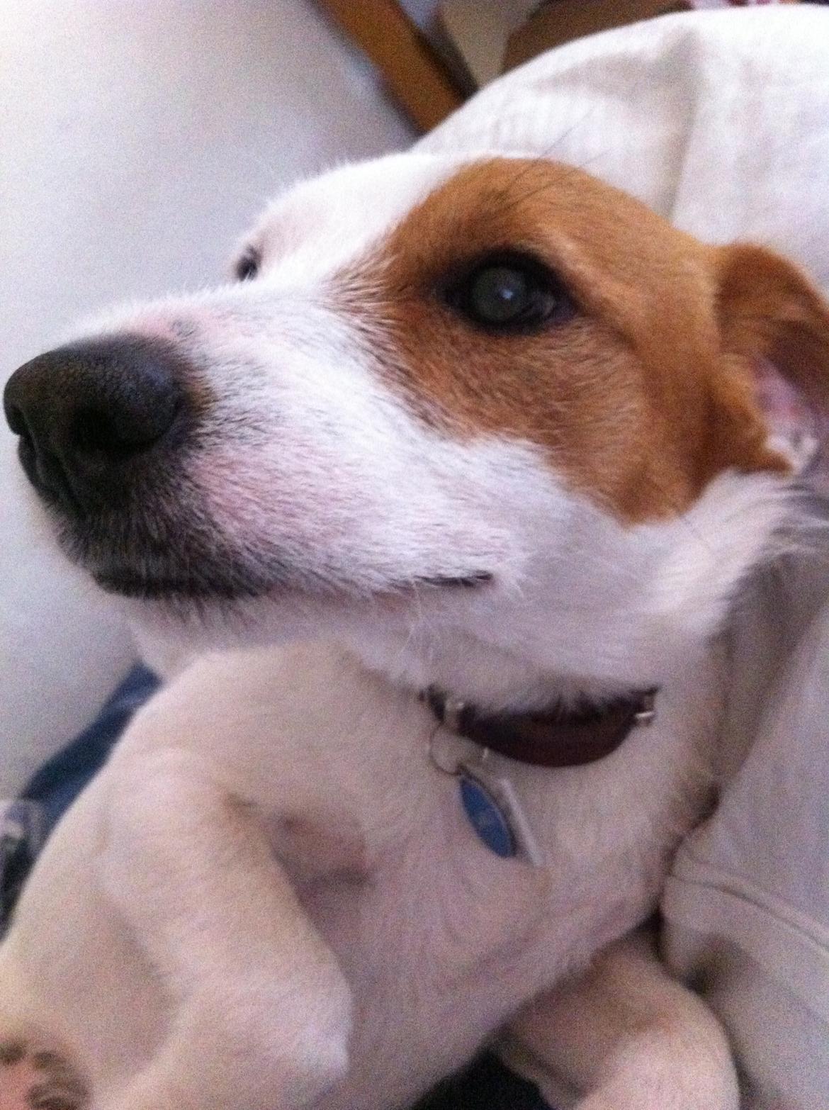 Blanding af racer Charlie!<3 - Jeg bliver helt næsten helt træt af alt det kiggerri. billede 11