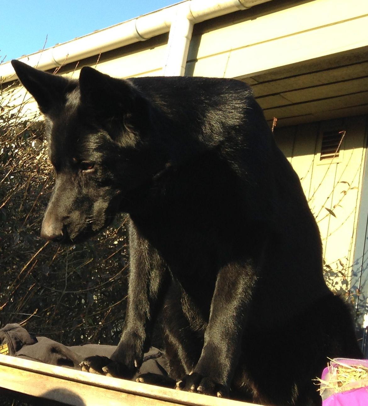 Schæferhund Nelly *AKA* Terroristen. - elsker det her billede.. billede 13