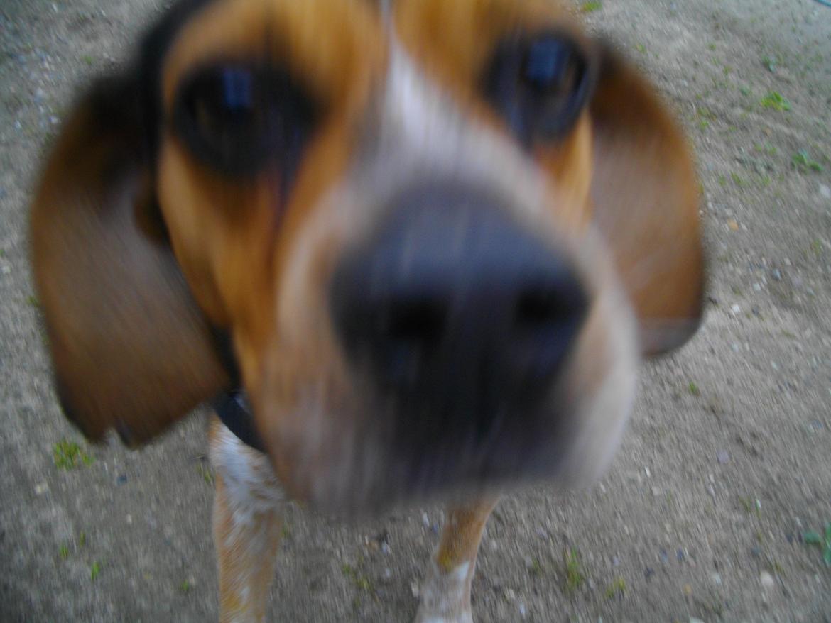 Blanding af racer Jasper - HEJ! billede 4