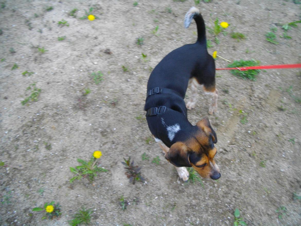 Blanding af racer Jasper - pølsehund xD billede 5