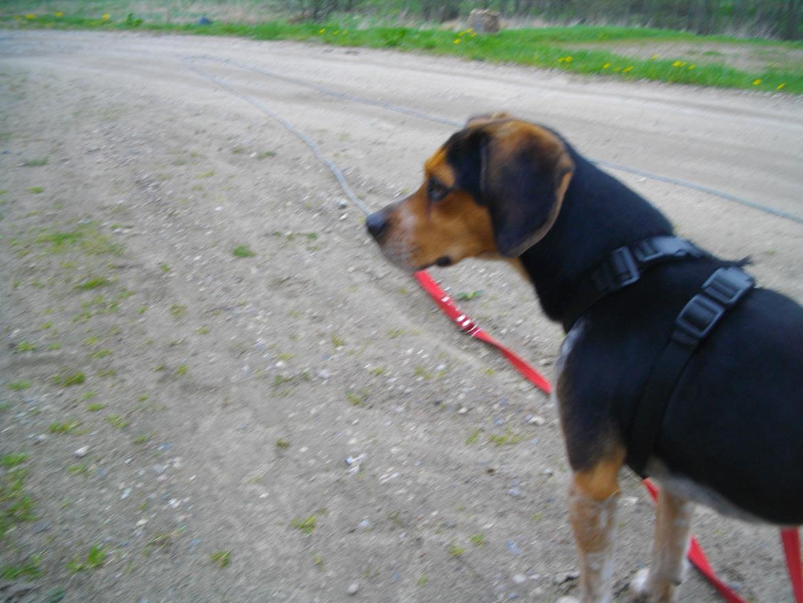 Blanding af racer Jasper billede 6