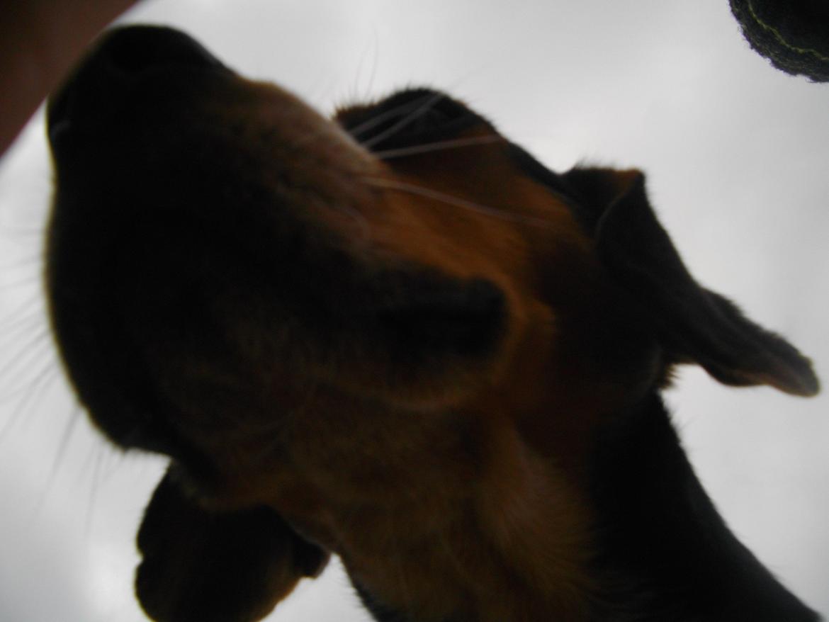 Blanding af racer Jasper - <333333 billede 7