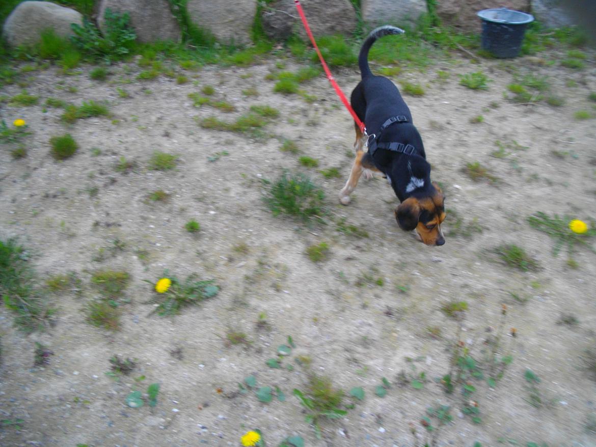 Blanding af racer Jasper - snuse snuse billede 8