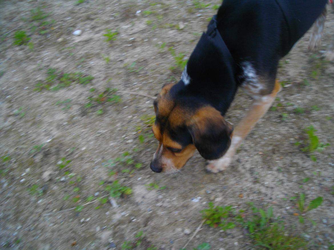 Blanding af racer Jasper - snuse snif snif snif :3 billede 9