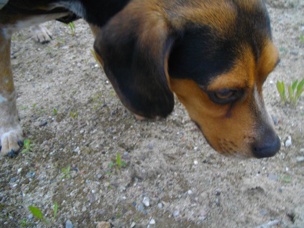 Blanding af racer Jasper - hmm der dufter jo ret godt :3 billede 2