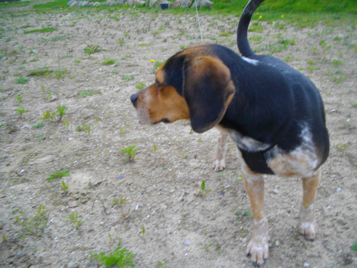 Blanding af racer Jasper - Hvad! billede 10