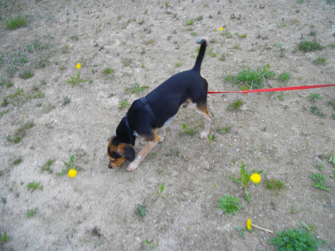 Blanding af racer Jasper - sniffe sniffe snus billede 11