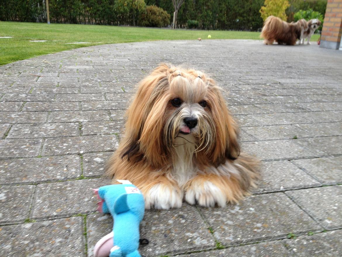 Lhasa apso Khantöma-ri Bandai billede 1