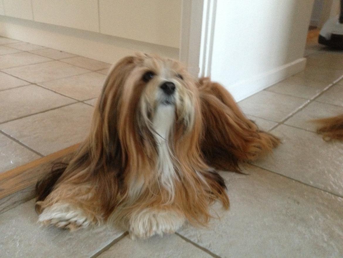 Lhasa apso Khantöma-ri Bandai billede 2