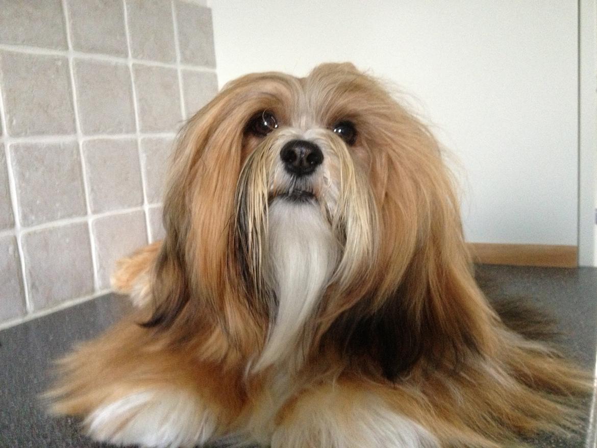 Lhasa apso Khantöma-ri Bandai billede 3