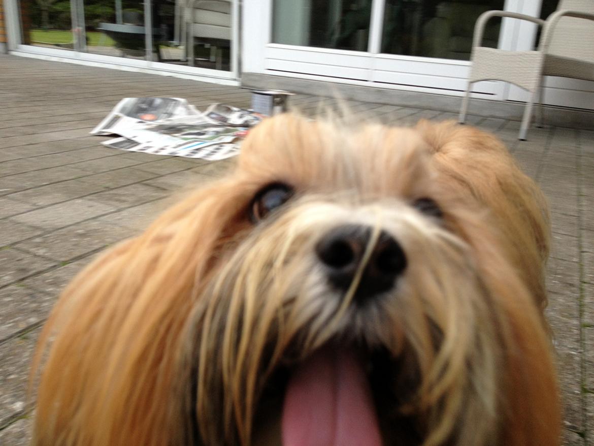 Lhasa apso Khantöma-ri Bandai billede 4