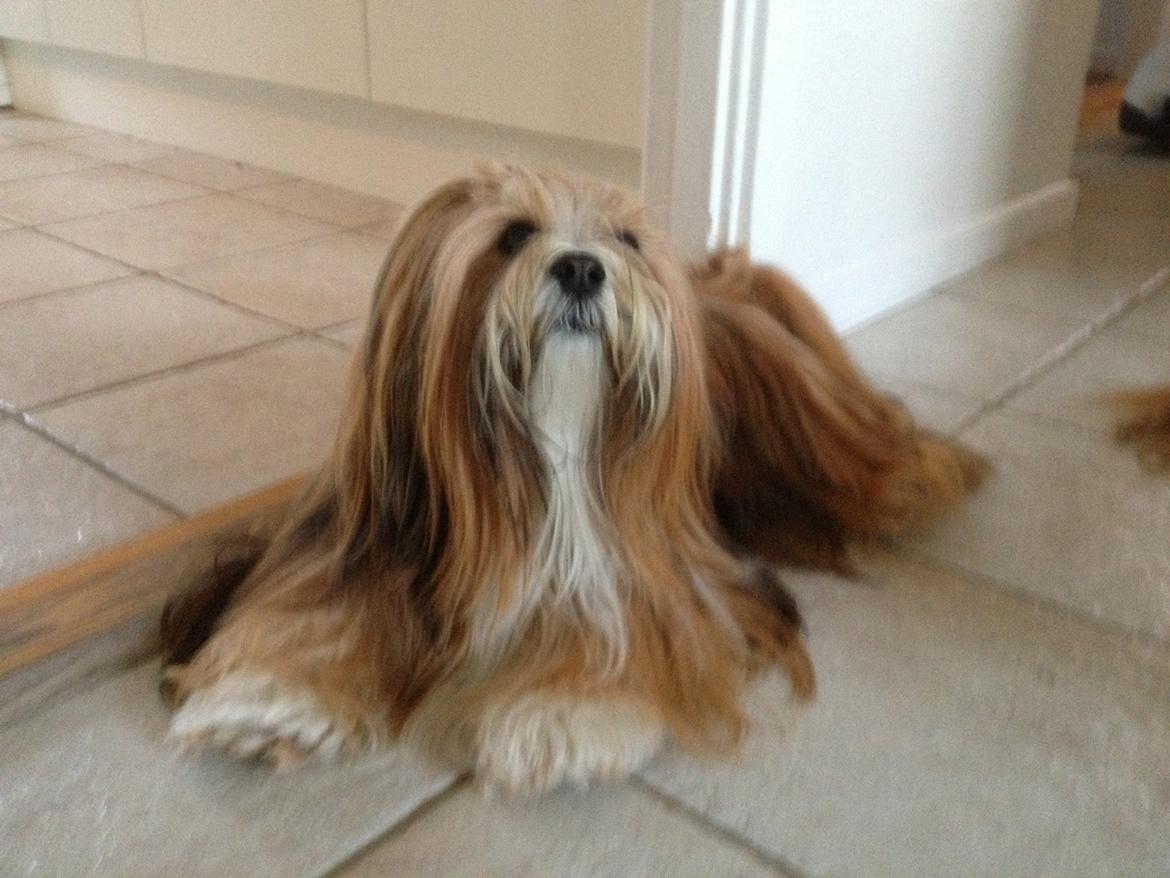 Lhasa apso Khantöma-ri Bandai billede 5