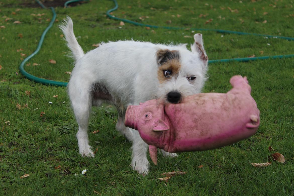 Jack russell terrier Vaks - Vaks dræber en meget beskidt gris. billede 4