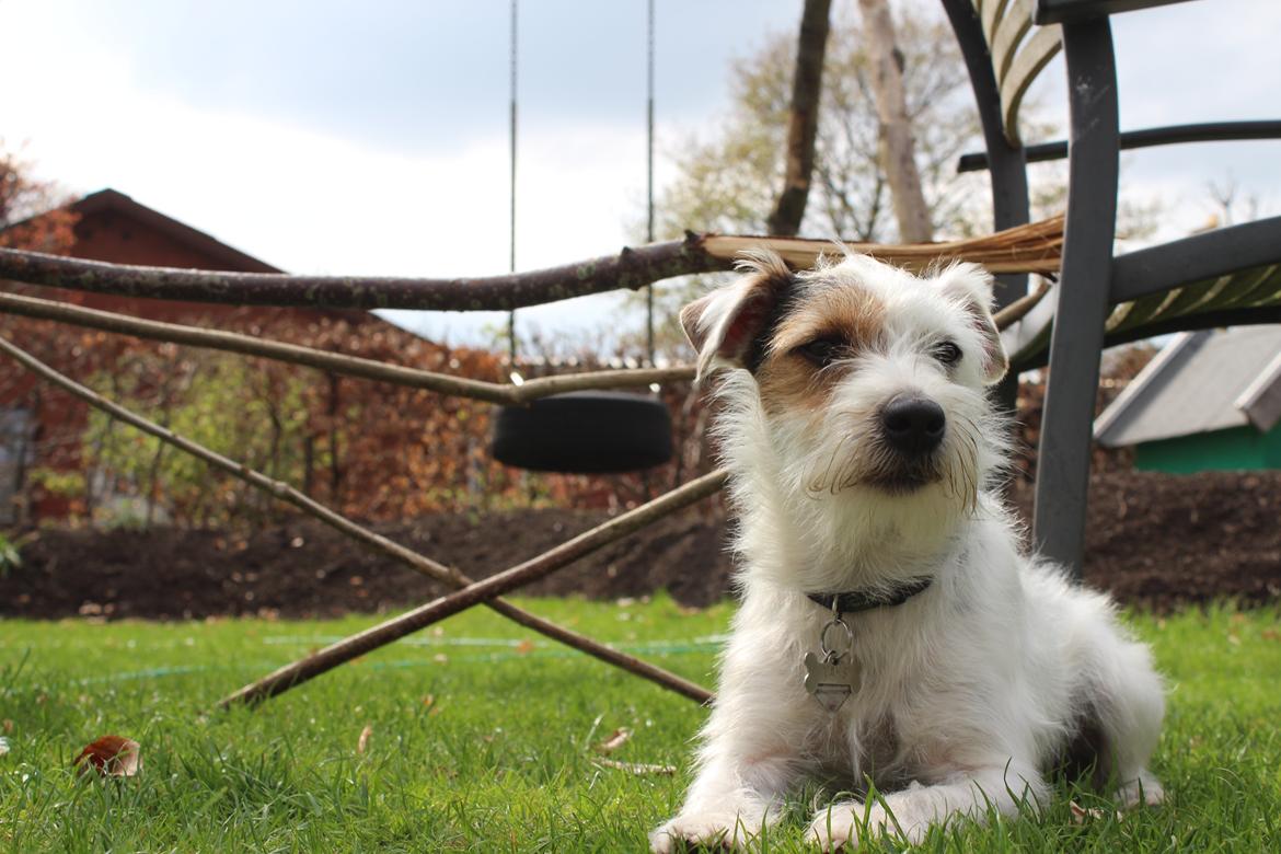 Jack russell terrier Vaks - Vaks foran hans spring. billede 3