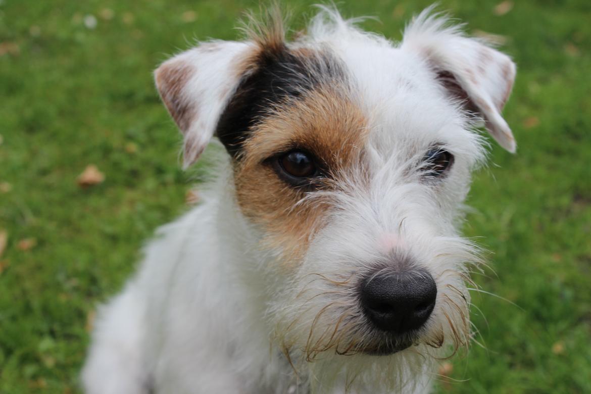 Jack russell terrier Vaks - Dejlige Vaks. billede 1