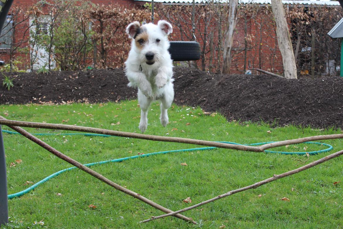 Jack russell terrier Vaks - Han elsker at springe!
 billede 15